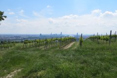 Nußdorf - Sophienalpe und zurück - 26.05.2013